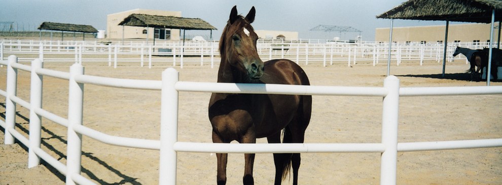 Horse & Carriage banner 8